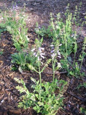 Lyre-leaved Sage